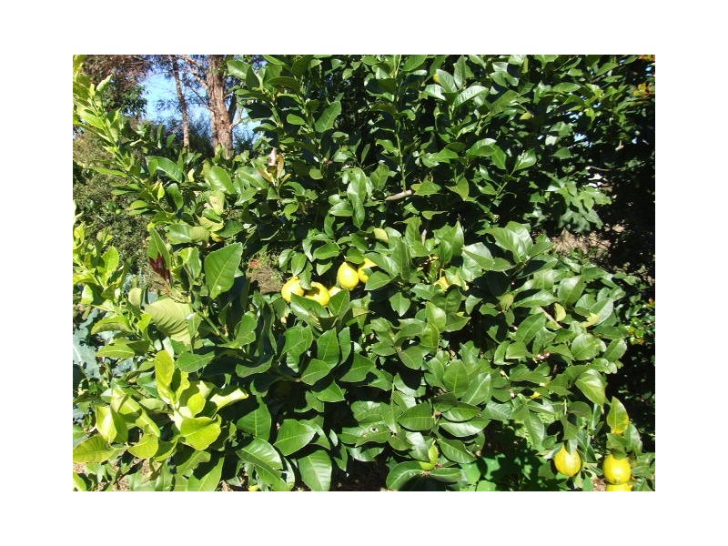 10 Grant Crescent, Wondai QLD 4606