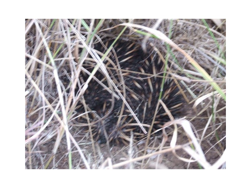 Lot 1 Tingoora-Chelmsford Road, Chelmsford QLD 4606