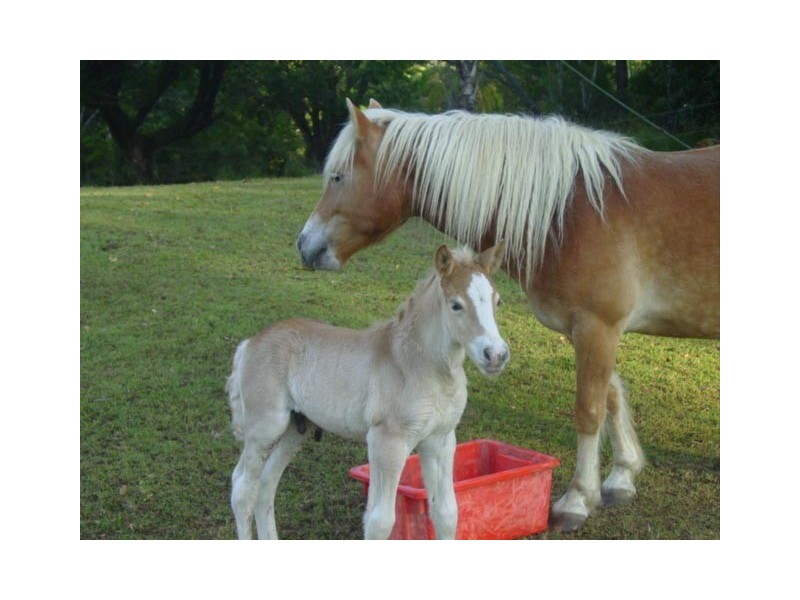 45587 Bruce Hwy, Mutarnee QLD 4816