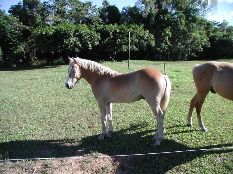 45587 Bruce Hwy, Mutarnee QLD 4816