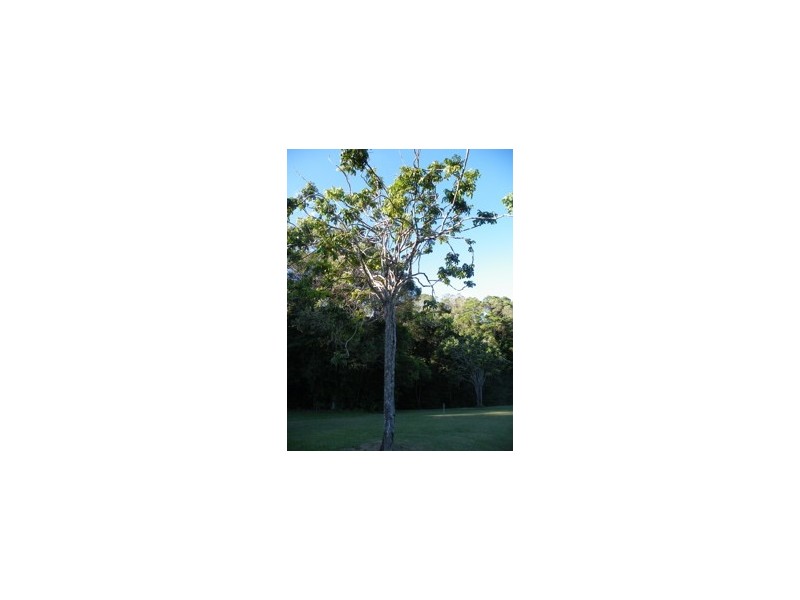 1 Forest Close, Kuranda QLD 4881