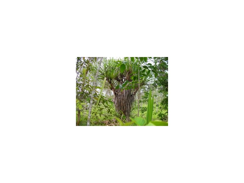 0 Mossman-Mt Molloy Road, Julatten QLD 4871