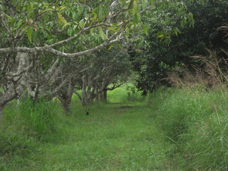 501 Mar Street, Kuranda QLD 4881