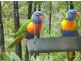 Yungaburra QLD 4884