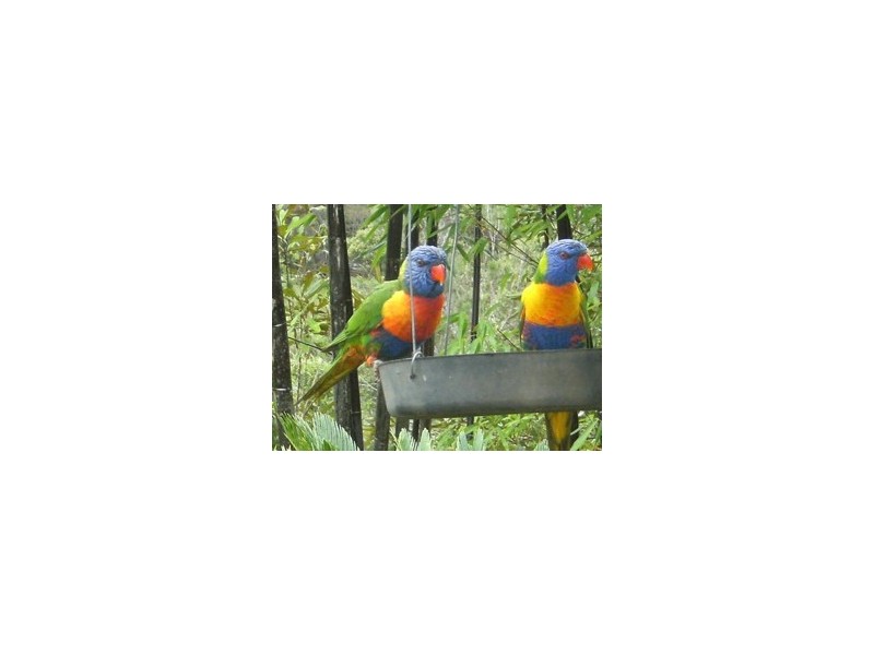 Yungaburra QLD 4884
