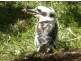 Yungaburra QLD 4884