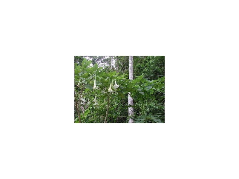 33 Mahogany, Speewah QLD 4881