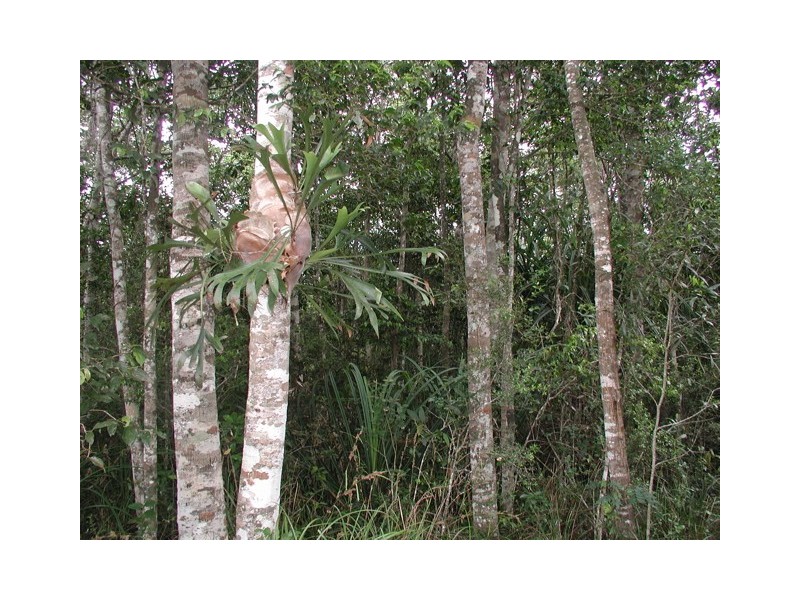 33 Mahogany Avenue, Kuranda QLD 4881