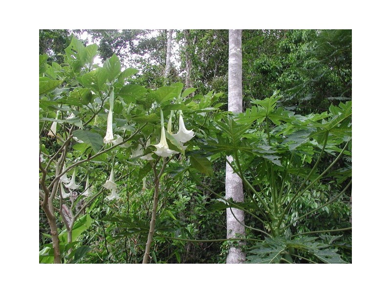 33 Mahogany Avenue, Kuranda QLD 4881