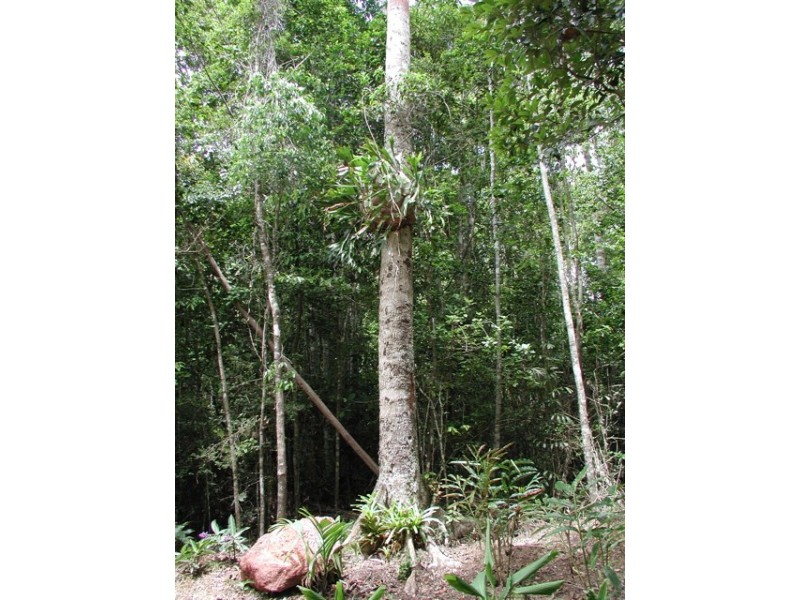 33 Mahogany Avenue, Kuranda QLD 4881