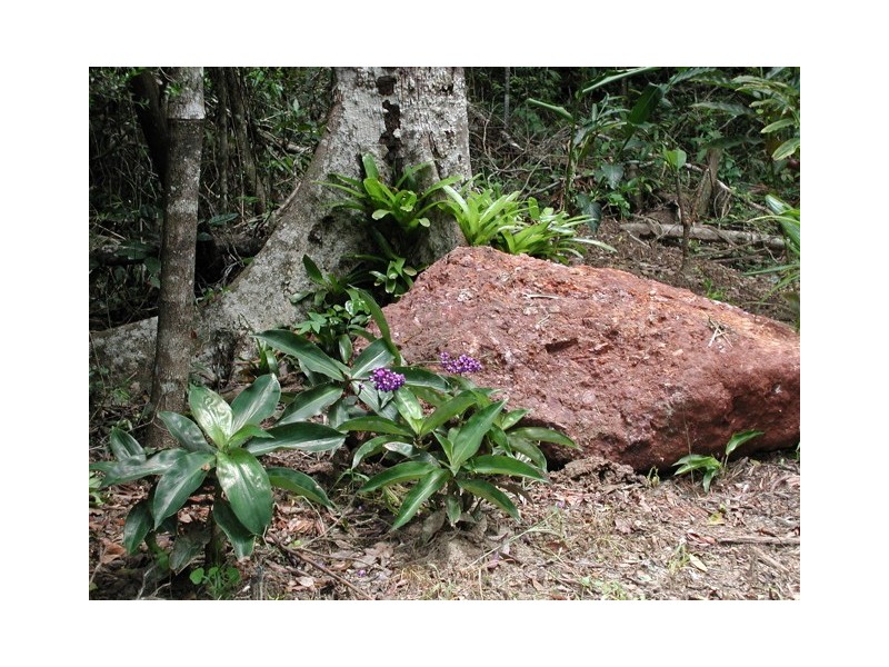 33 Mahogany Avenue, Kuranda QLD 4881