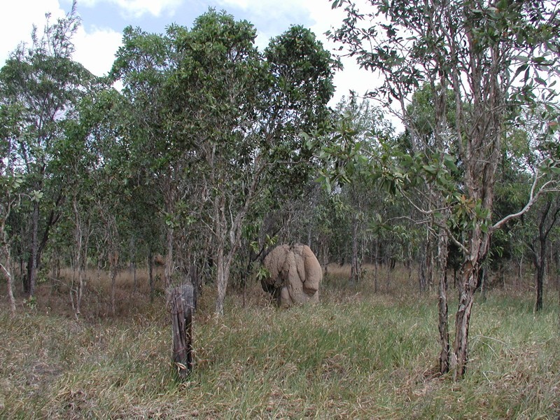 198 Popovic Road, Koah QLD 4881