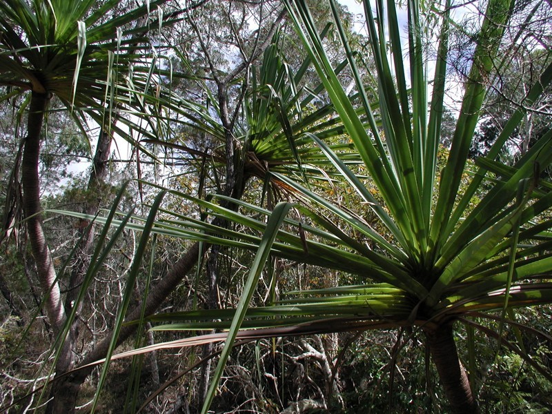 198 Popovic Road, Koah QLD 4881