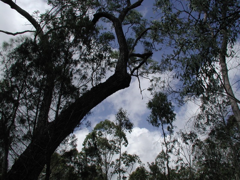 198 Popovic Road, Koah QLD 4881