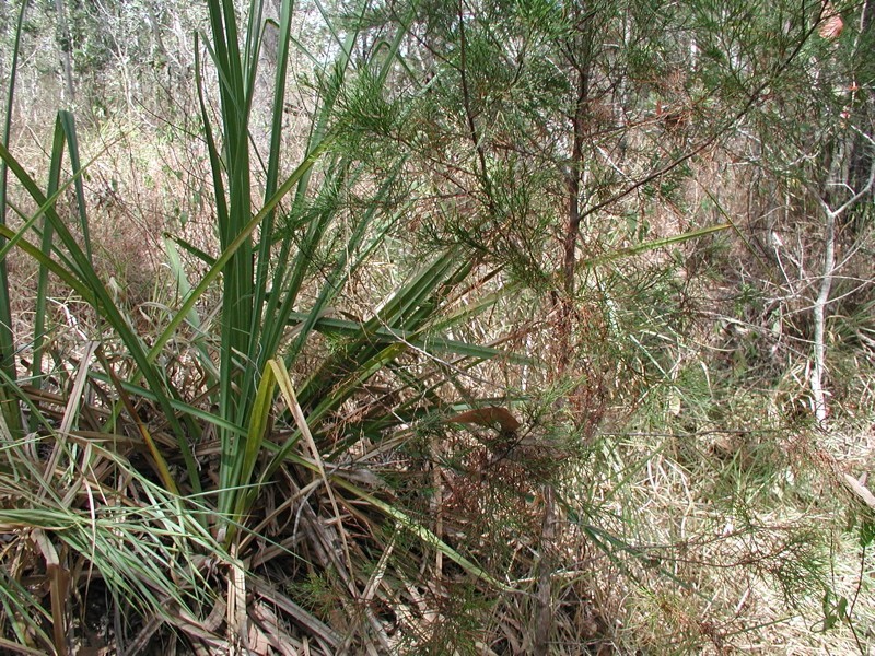 198 Popovic Road, Koah QLD 4881