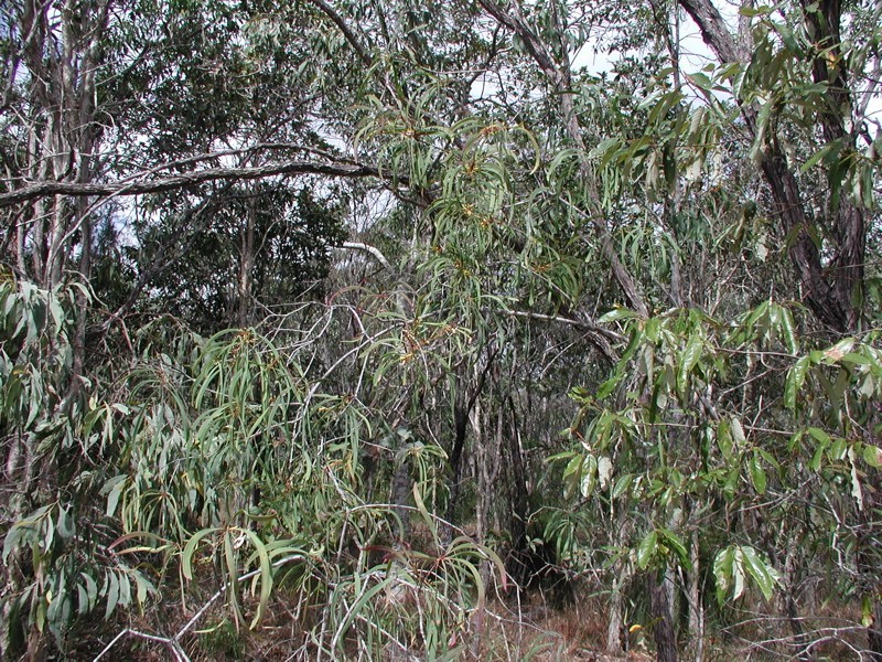 198 Popovic Road, Koah QLD 4881