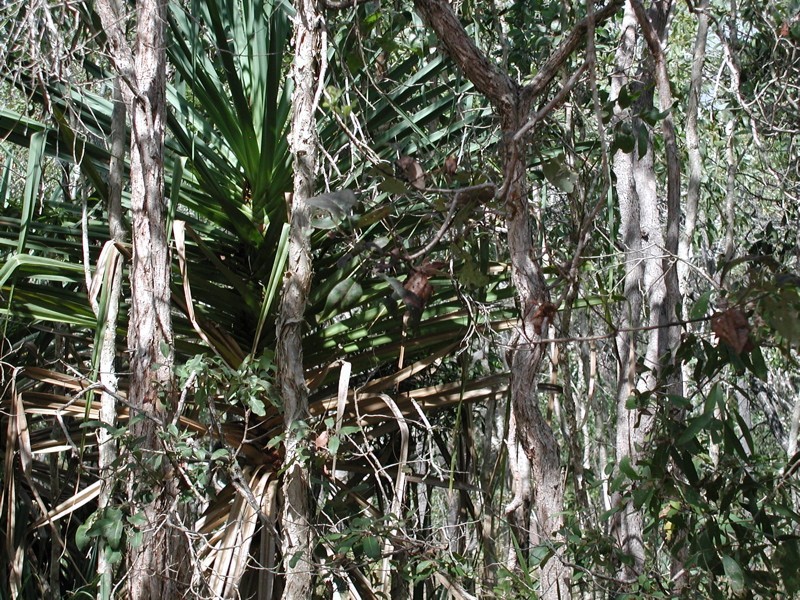 198 Popovic Road, Koah QLD 4881