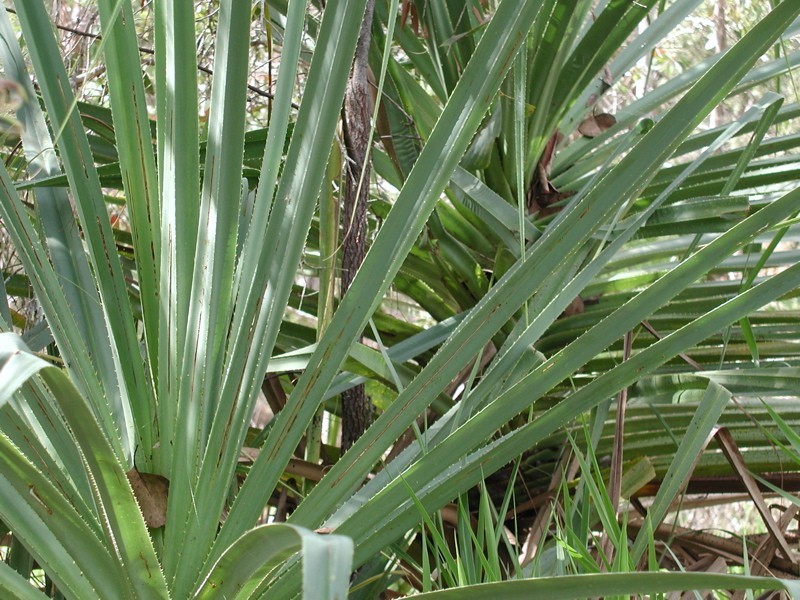 198 Popovic Road, Koah QLD 4881