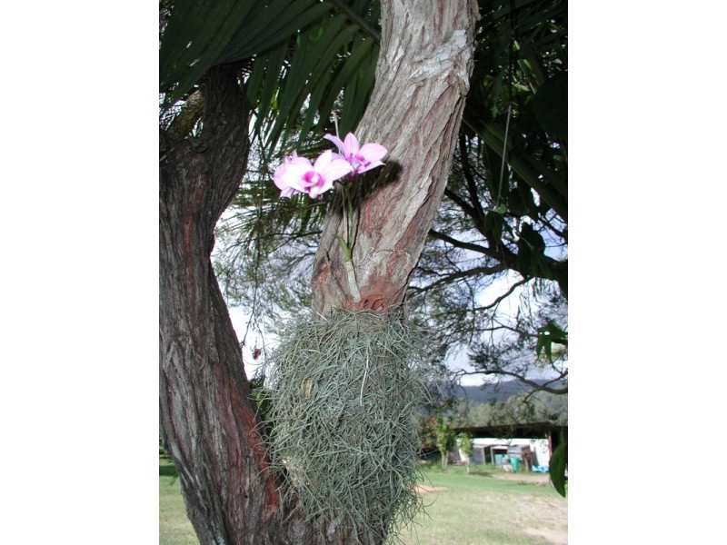 198 Popovic Road, Koah QLD 4881