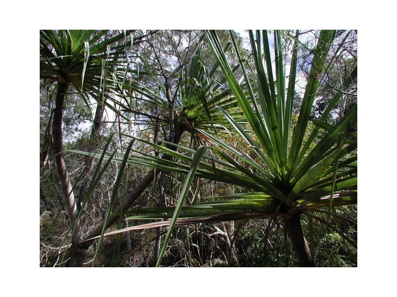 198 Popovic Road, Kuranda QLD 4881