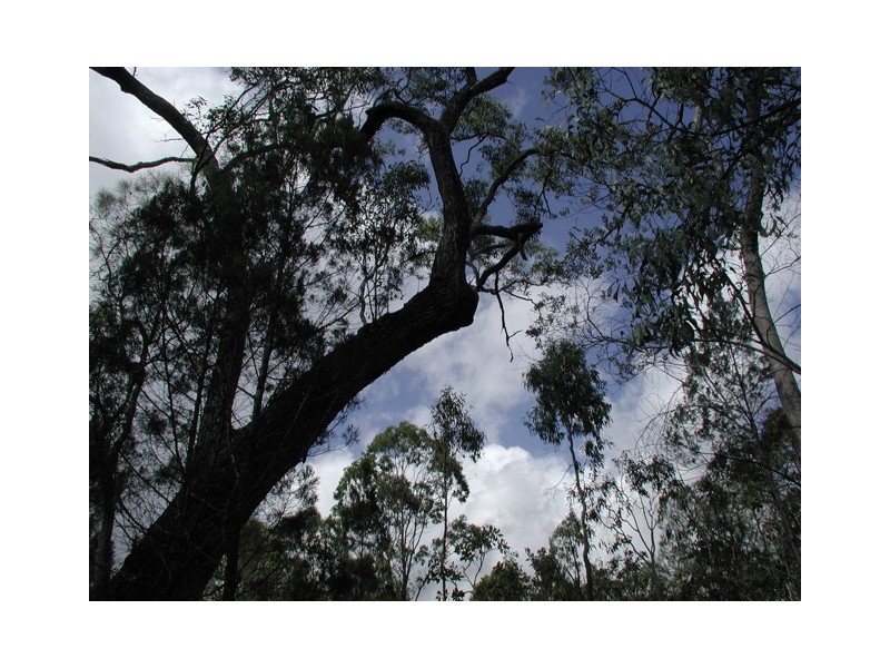 198 Popovic Road, Kuranda QLD 4881