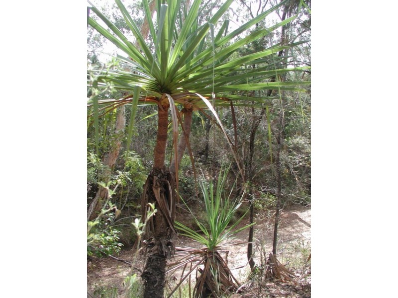 198 Popovic Road, Kuranda QLD 4881