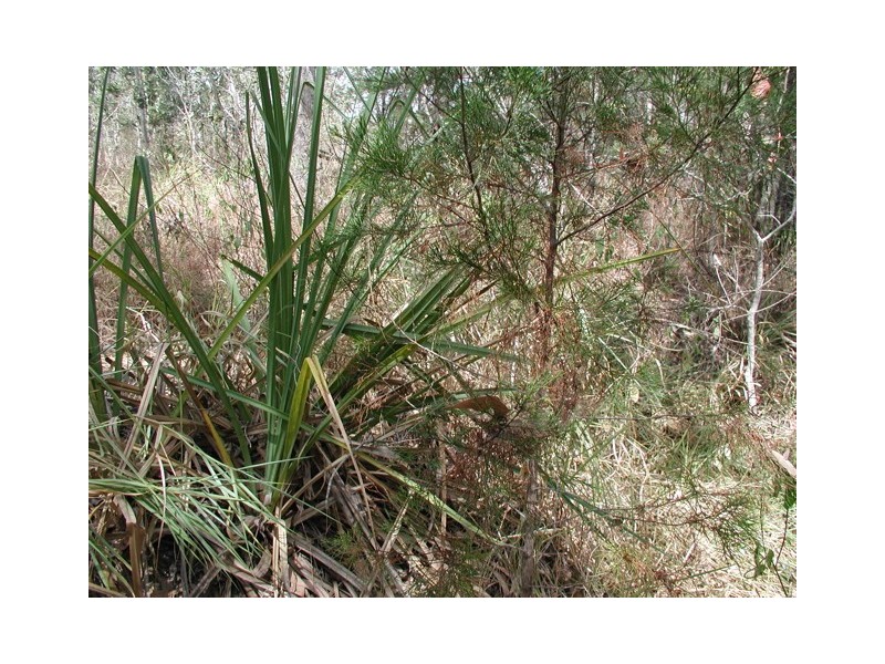 198 Popovic Road, Kuranda QLD 4881