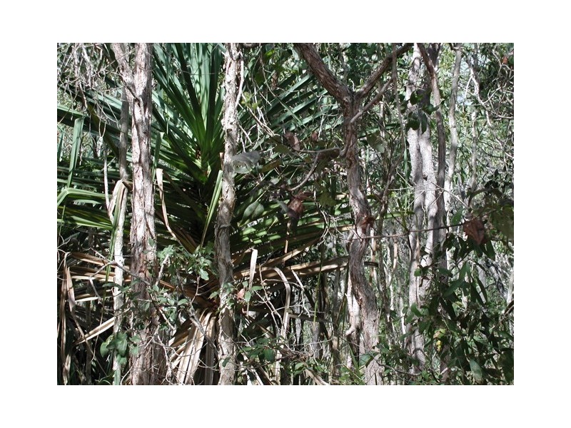 198 Popovic Road, Kuranda QLD 4881