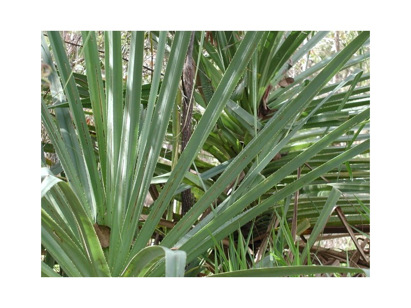 198 Popovic Road, Kuranda QLD 4881