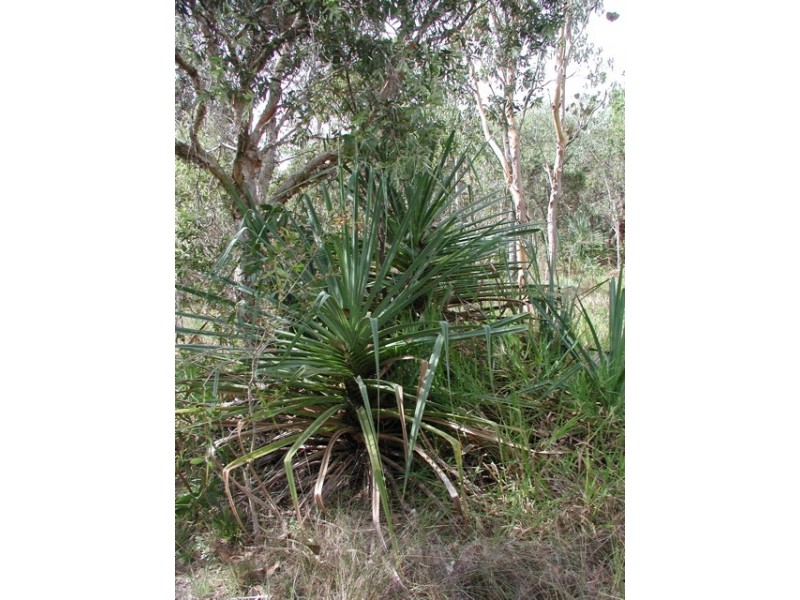 198 Popovic Road, Kuranda QLD 4881