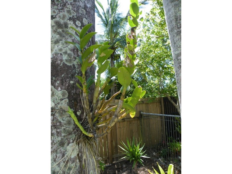 10/389-397 McCoombe Street, Cairns QLD 4870