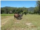 56 Speewah Road, Kuranda QLD 4881