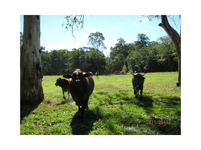 56 Speewah Road, Kuranda QLD 4881
