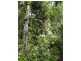 492 Speewah Road, Speewah QLD 4881