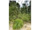 492 Speewah Road, Speewah QLD 4881