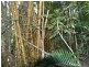 492 Speewah Road, Kuranda QLD 4881