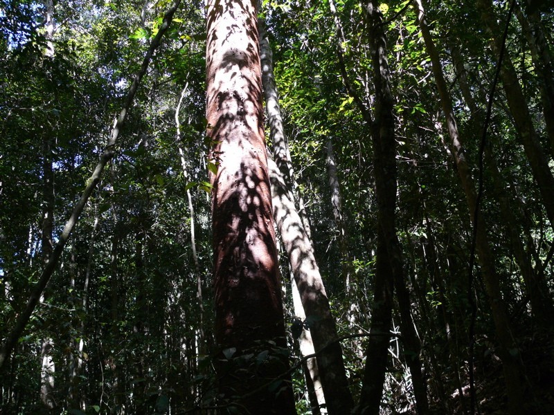 492 Speewah Road, Kuranda QLD 4881