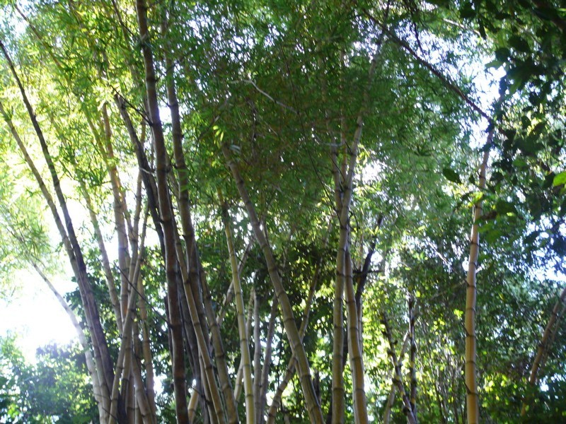 492 Speewah Road, Kuranda QLD 4881