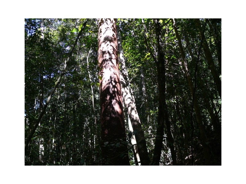 492 Speewah Road, Kuranda QLD 4881