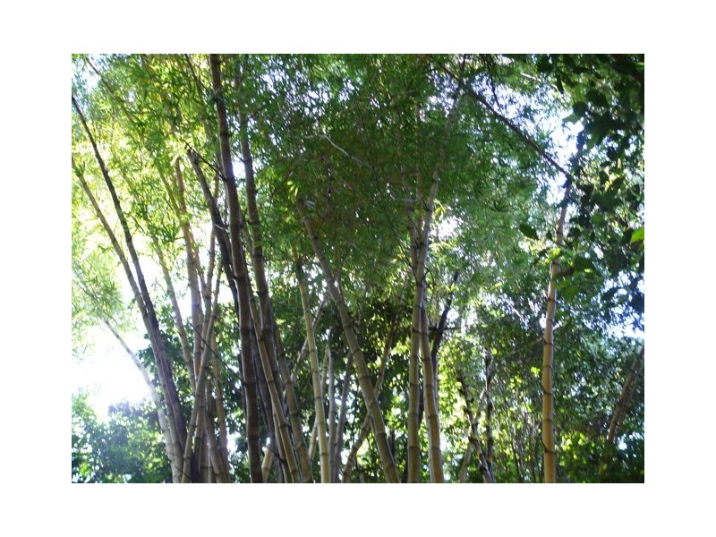 492 Speewah Road, Kuranda QLD 4881