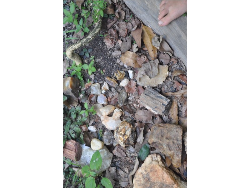 4163 Black Mountain Road, Julatten QLD 4871