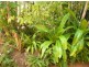 Palm Cove QLD 4879