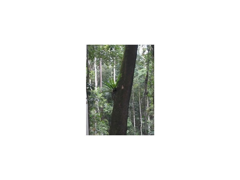 4 Green Possum Ridge, Kuranda QLD 4881