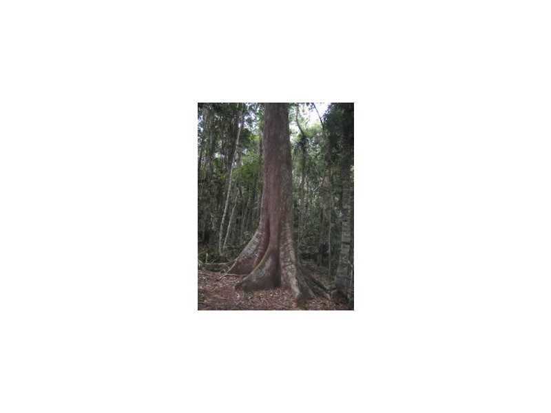 4 Green Possum Ridge, Kuranda QLD 4881