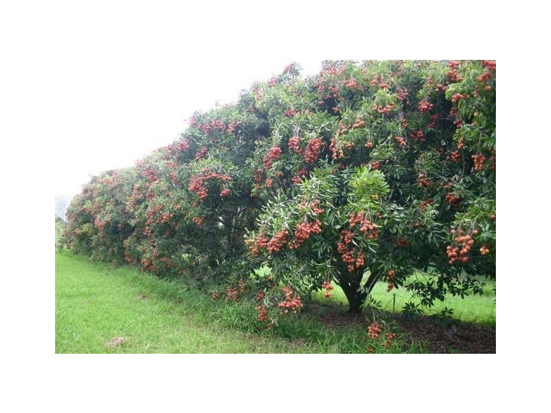 Julatten QLD 4871