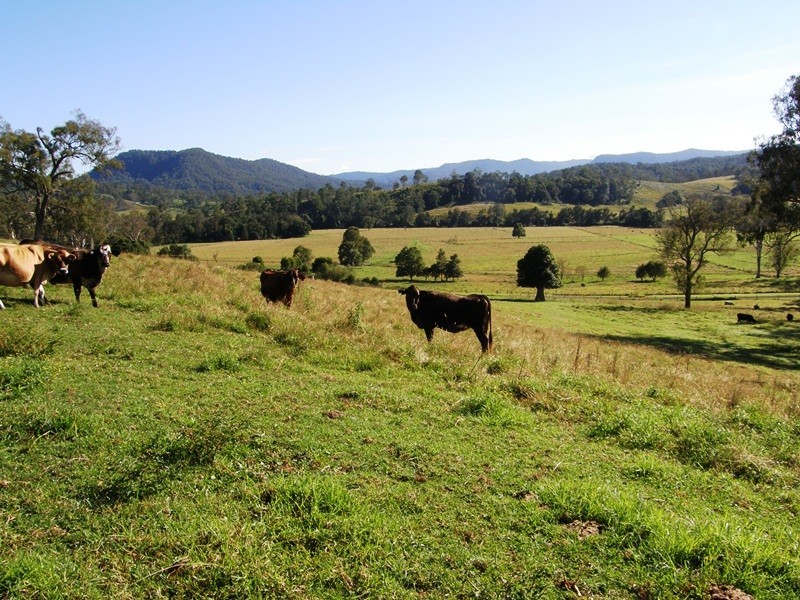 135 Killiloe Road, Green Pigeon, Kyogle NSW 2474