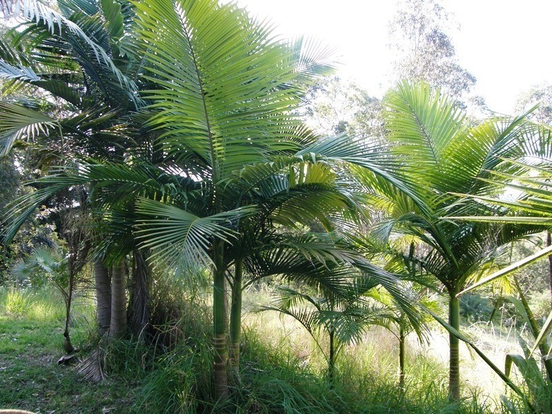 582 Horseshoe Creek Road, Kyogle NSW 2474