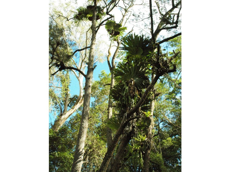 Lot 892 Turpentine Road, Warrazambil Creek, Kyogle NSW 2474