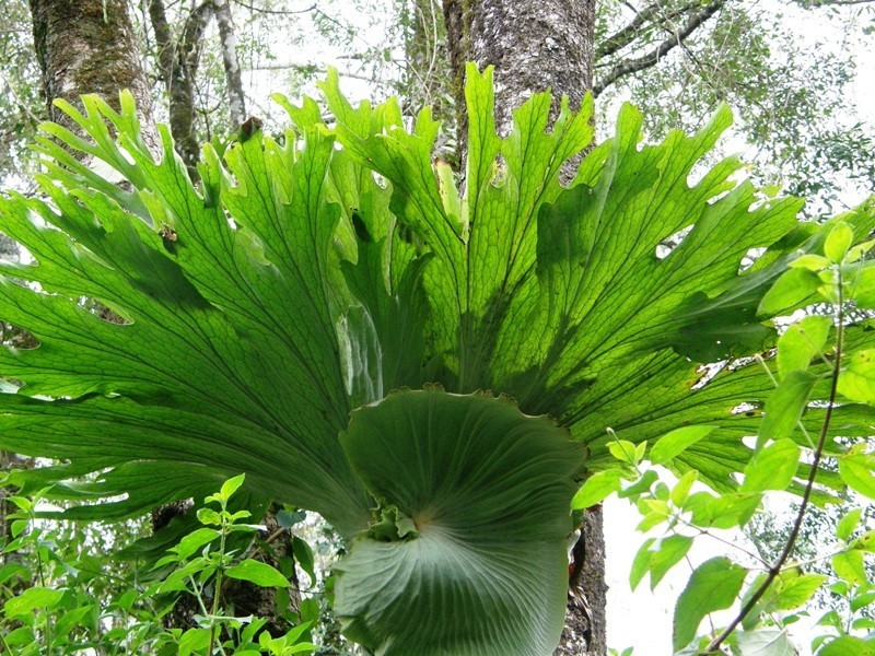 Lot 892 Turpentine Road, Warrazambil Creek, Kyogle NSW 2474