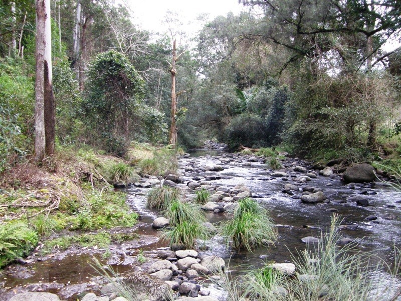 Lot 892 Turpentine Road, Warrazambil Creek, Kyogle NSW 2474